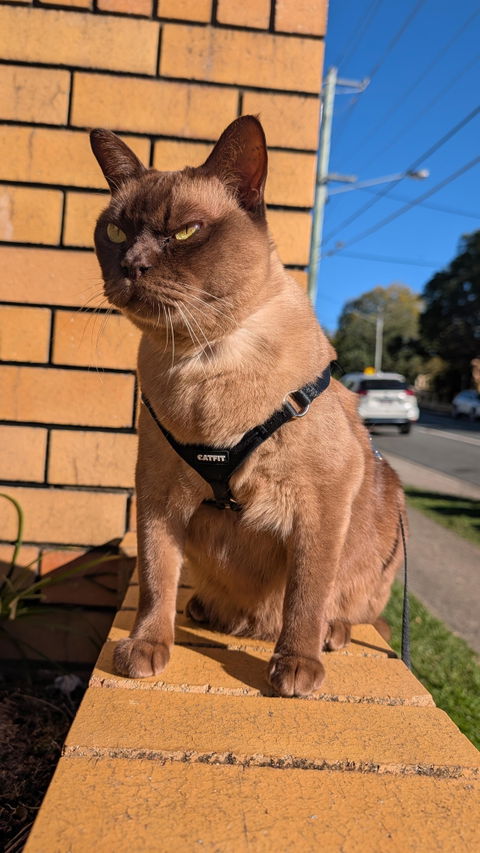 CATFIT Cat Harness with Leash