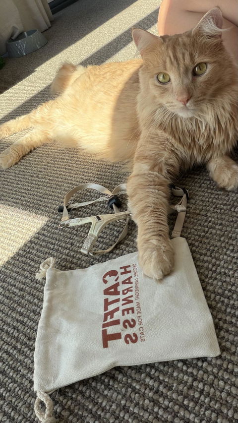 CATFIT Cat Harness with Leash
