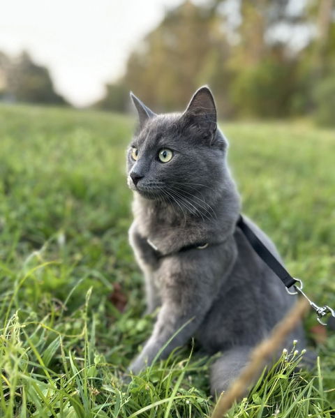 CATFIT Cat Harness with FREE Leash