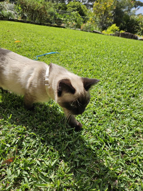 CATFIT Cat Harness with FREE Leash