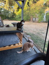 Cat friend review photo