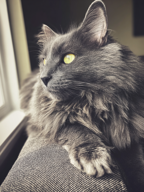 Nala