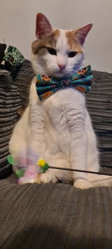 Starrie meow review photo