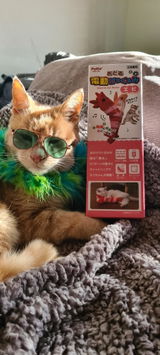 Ginge Meow review photo
