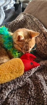 Ginge Meow review photo