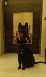 Aditi review photo