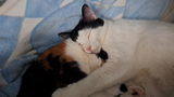 Josii review photo