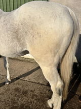 Grey Horse review photo