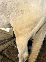 Grey Horse review photo
