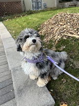 Havasheepadoodle review photo