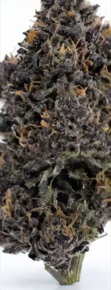 Fab B. review photo