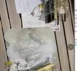 diArenzoNicholas review photo