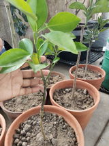 Gati sattam Mondal review photo