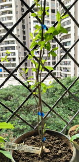 Praveen Rai review photo