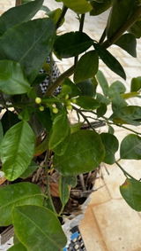Southern Gardener review photo