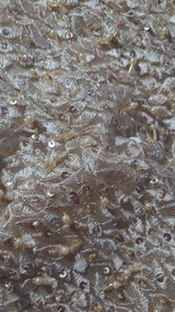Sıla Evran review photo