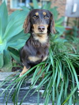 Dachshund House review photo