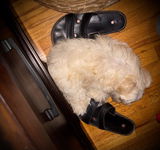 Susy review photo