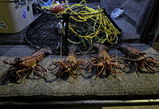 Washington Crabb review photo
