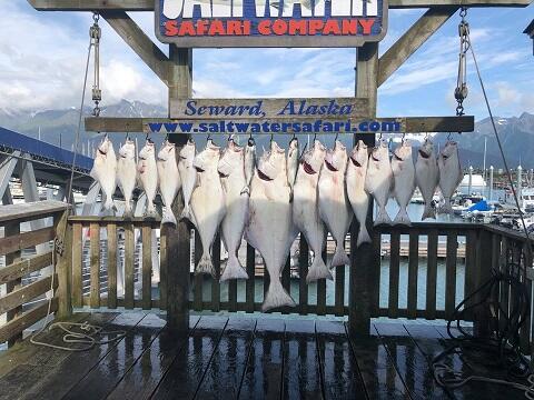 CharkBait!