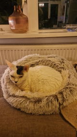 Minou v. review photo
