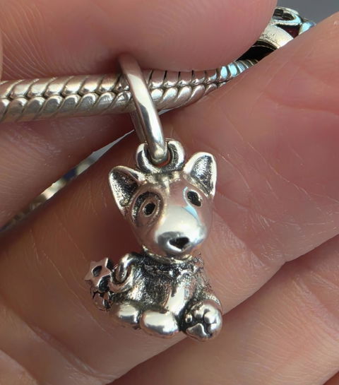 Charm Bull Terrier
