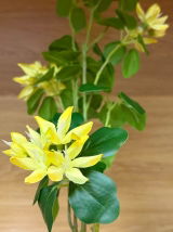 Curteanu review photo