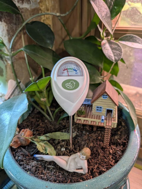 Soil Moisture Meter - Cheeky Plant Co.