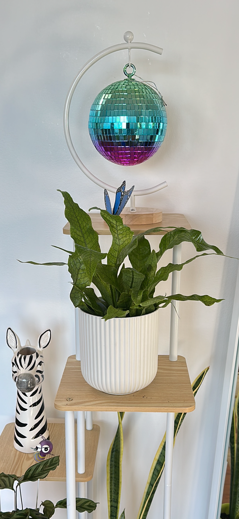 Assorted Indoor Plant in White Ribbed Ceramic Pot (14cmDx15cmH) - Sydney Only