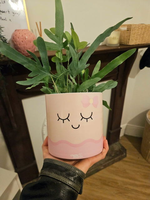 Assorted Potted Plant - CHOOSE YOUR CHEEKY POT - Sydney Only