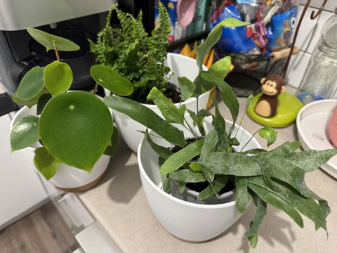 Pet Friendly Plants Pack (3 Assorted Plants) - 100mm