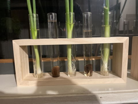 Propagation Station - 5 Tubes - Cheeky Plant Co.
