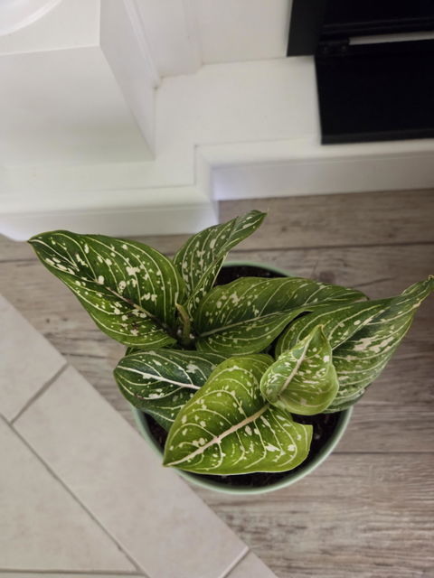 Low Light Plants Pack (3 Assorted Plants) - 100mm