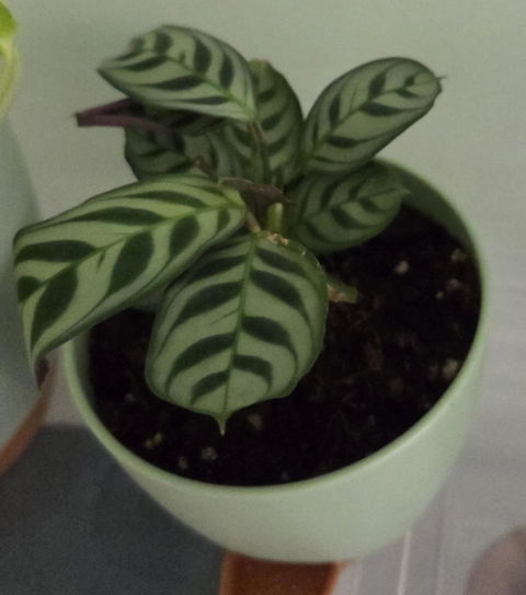 Hard to Kill Plants Pack (3 Assorted Plants) - 100mm