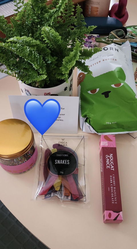 Cat Lovers - Pet Friendly Plant Gift Hamper - Sydney Only