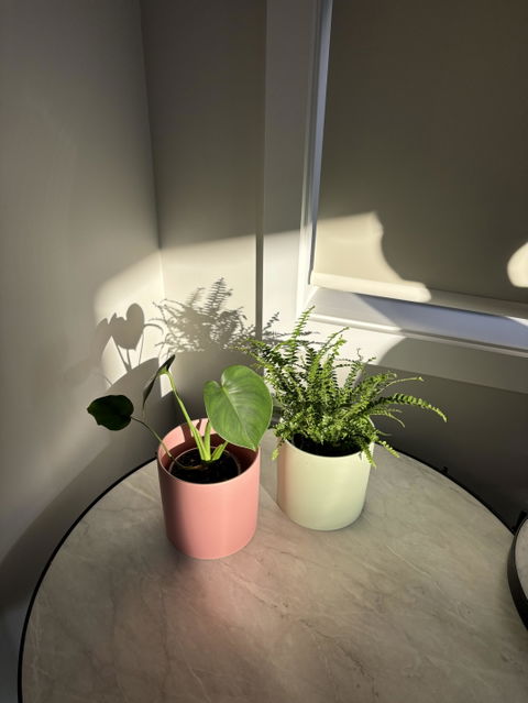 Home / Office Plants Duo - Sage and Pink - Sydney Only