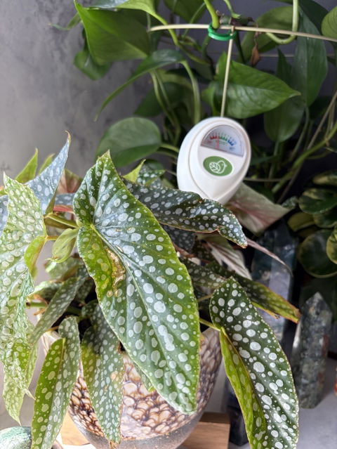 Soil Moisture Meter - Cheeky Plant Co.