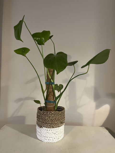 Coco Coir Totem Plant Poles (Pack of 4) - Cheeky Plant Co.