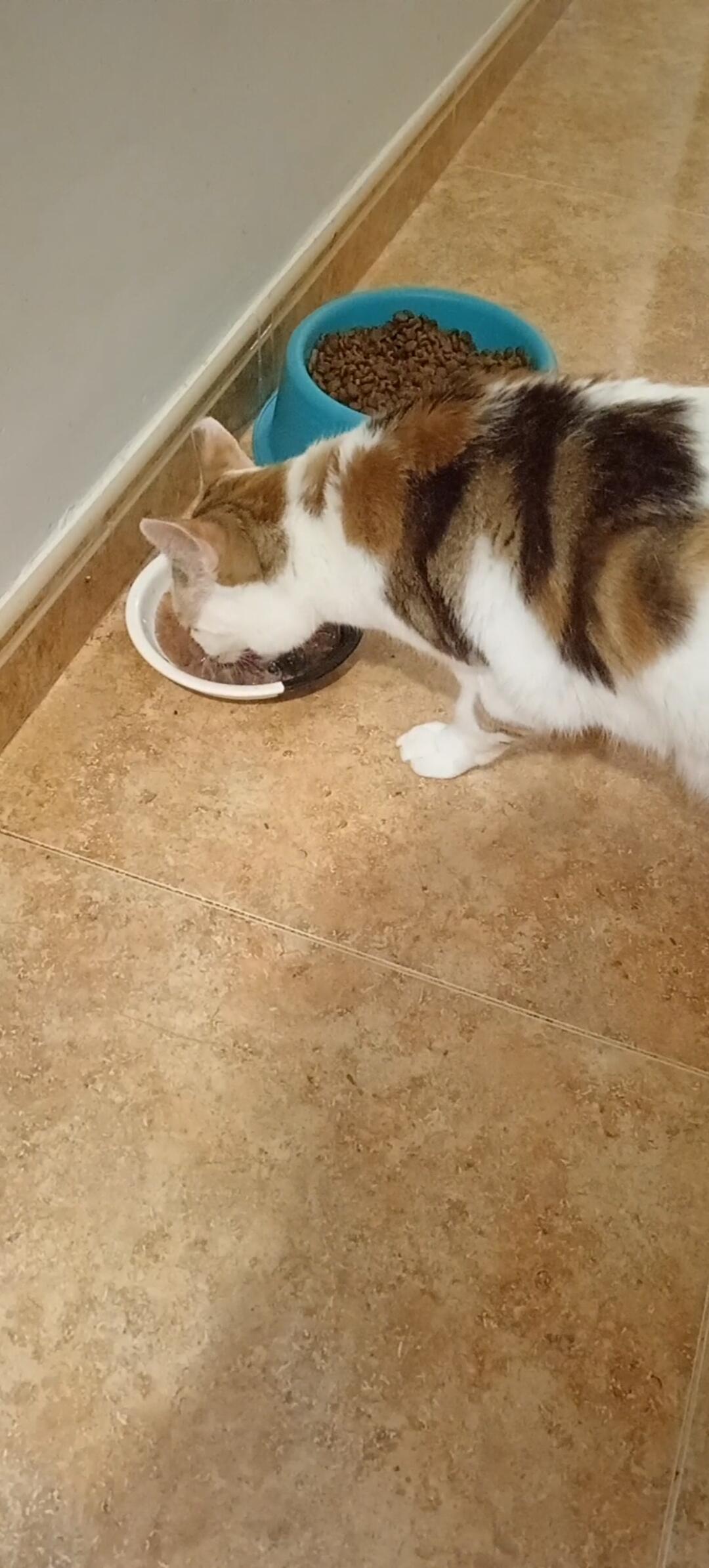 Gato de Cristina junto al plato vacío