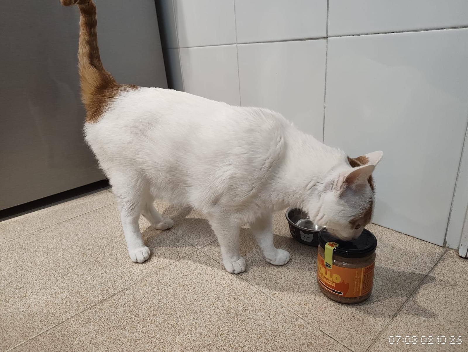 Gato de Alejandro acercándose al tarro