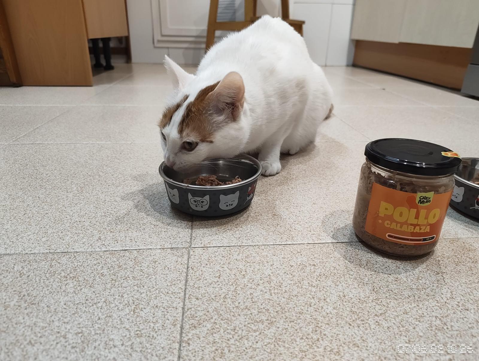 Gato de Alejandro comiendo del cuenco