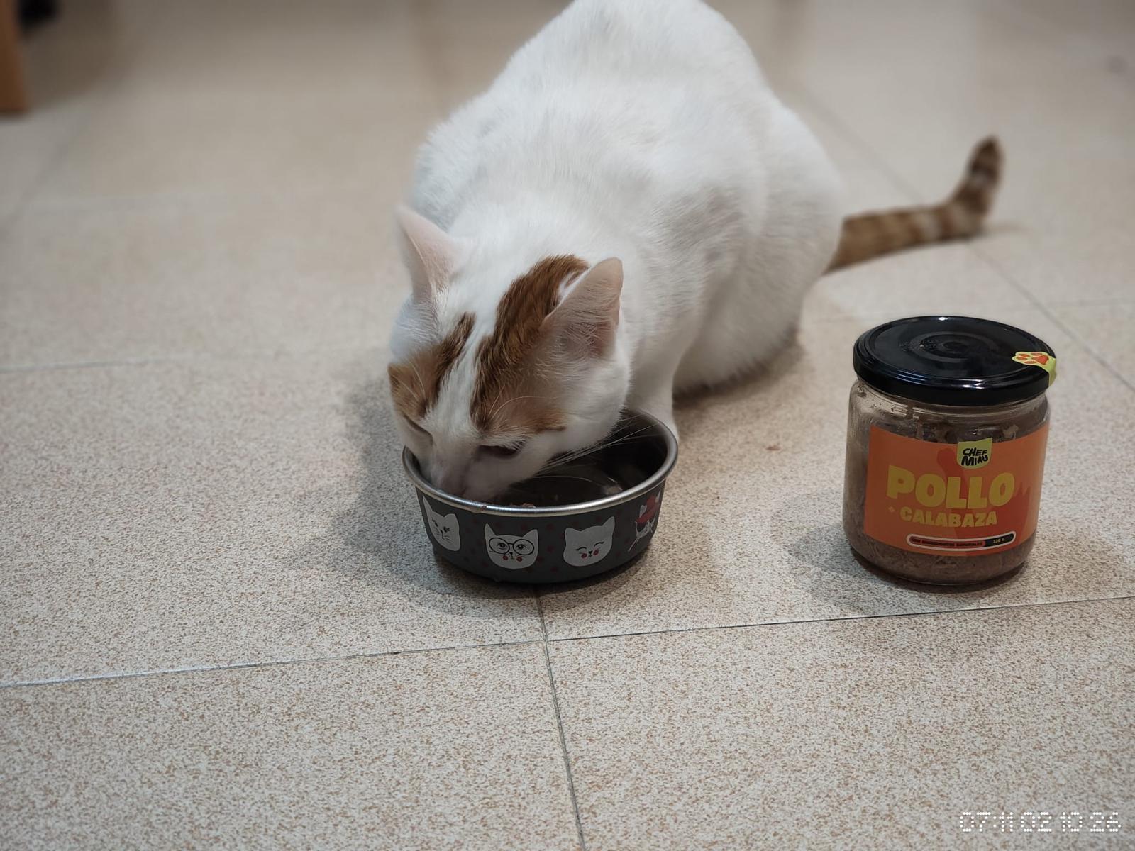 Gato de Alejandro terminando el plato