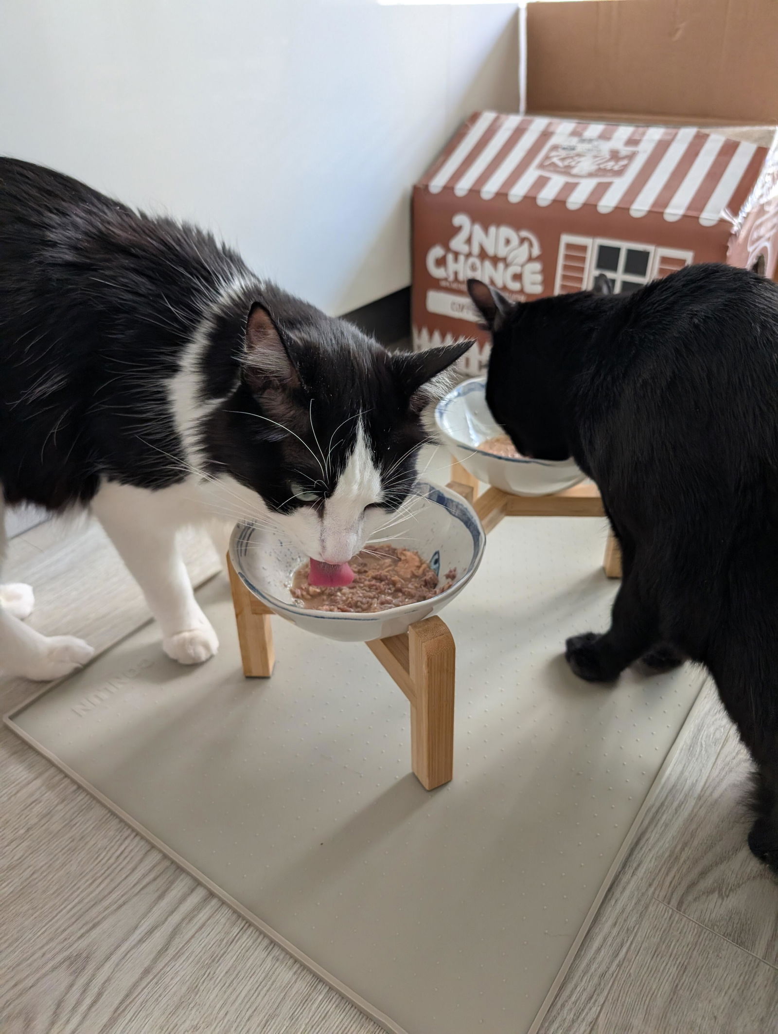 Frankie y Freddy comiendo Chef Miau