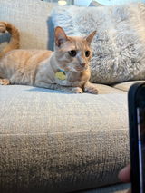 Anonymous review photo