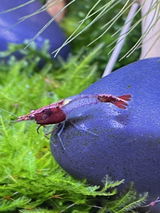 Marcio I. review photo