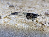 Crystal Woelk review photo