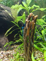 Constantin review photo