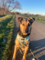Archie review photo