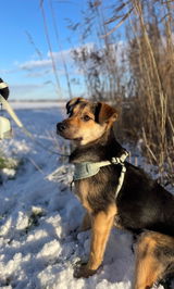 Archie review photo