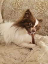 Brooke, Dog Mom of 3 Poms review photo